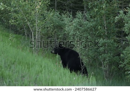 Black Bear looking back over its shoulder