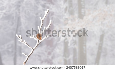 A single frosted leaf on a tree branch in a deciduous forest in foggy winter weather. A card for seasonal use or for a mood of mystery.