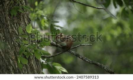 chipmunk on a branch having a snack