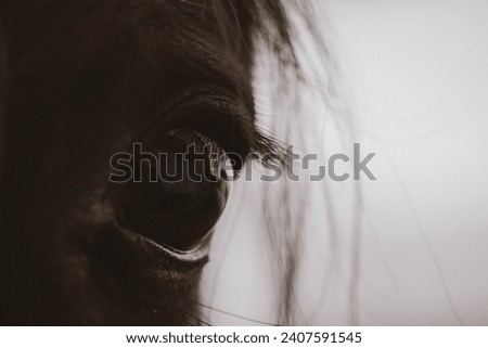 Detail picture of horse face closeup. Black brown horse's eye and long eyelashes, hair macro photo. Farm animals outdoors. Intelligent animal.
