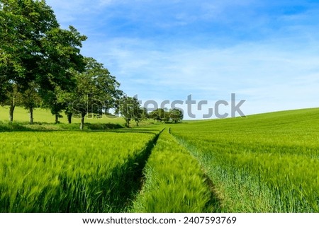 Wheat fields in the countryside in Europe, in France, in Burgundy, in Nievre, towards Clamecy, in Spring, on a sunny day. Royalty-Free Stock Photo #2407593769