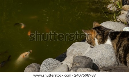 cat attentive to the fish that are eating inside the dam