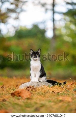 Cute black and white cat sitting on a rock outside with fall colors