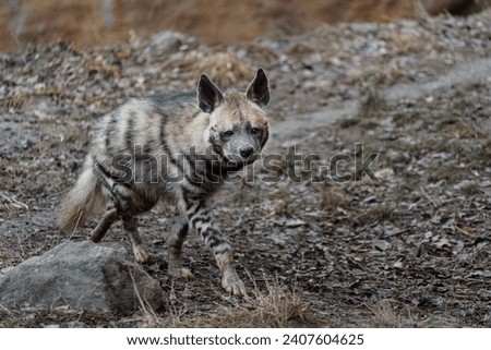 Portrait of Arabian striped hyaena