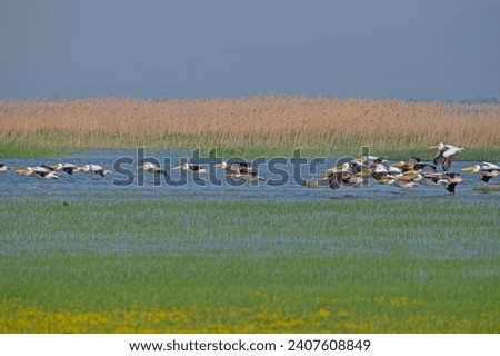 Great White Pelican, Pelecanus onocrotalus, flying over the lake in groups at Lake Manyas in Turkey.