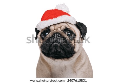 Cute pug in a red hat looks at the camera. Portrait of a pug, isolated on a white background.