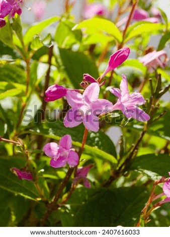 Weigela florida, ornamental shrub with clusters of pink funnel-shaped flowers and reddish buds on arching branches and variegated mid-green leaves Royalty-Free Stock Photo #2407616033