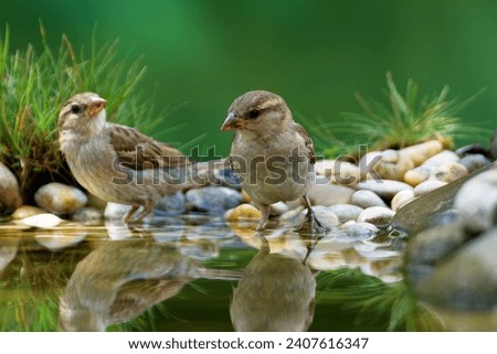 Two house sparrows, female at the water of the bird watering hole. Reflection on the water. Czechia.