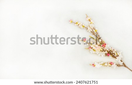 a branch of  Blossoming almond tree. for happy
Tu Bishvat Greeting Card. with free space for text. Sakura japan. On a white background. for to beshvat