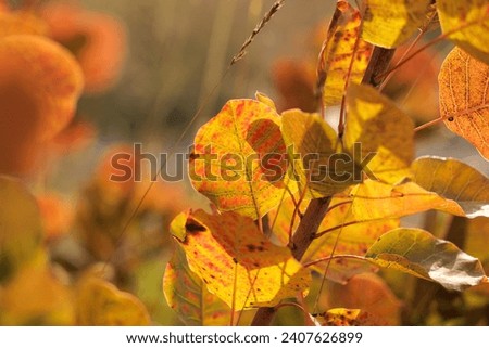 Macro view of the yellow and orange leaves of an European Smoketree bush, in the Carso highlands, in Friuli Venezia Giulia, in autumn Royalty-Free Stock Photo #2407626899