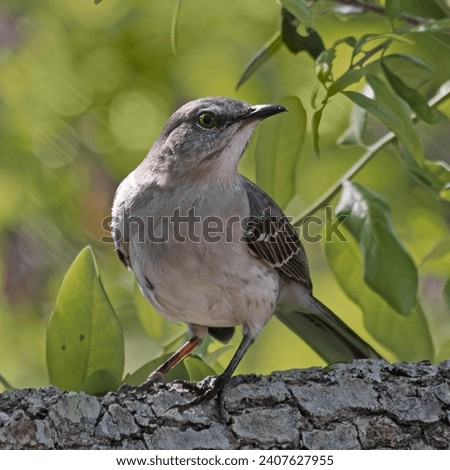 Mockingbird sitting on branch with greenery in background