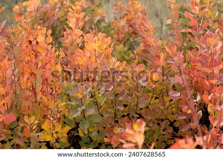 close up view of the yellow, orange and red leaves of an European Smoketree bush, in a woods in the Carso highlands, in Friuli Venezia Giulia, in autumn Royalty-Free Stock Photo #2407628565