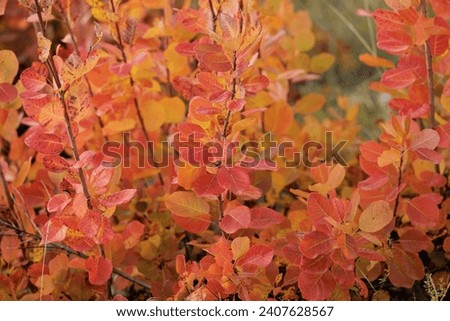 Macro view of the yellow, orange and red leaves of an European Smoketree bush, in a woods in the Carso highlands, in Friuli Venezia Giulia, in autumn Royalty-Free Stock Photo #2407628567