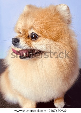close-up muzzle of a red Pomeranian Spitz with an open mouth and protruding tongue and dark eyes looking to the side on a light purple background. cute pet