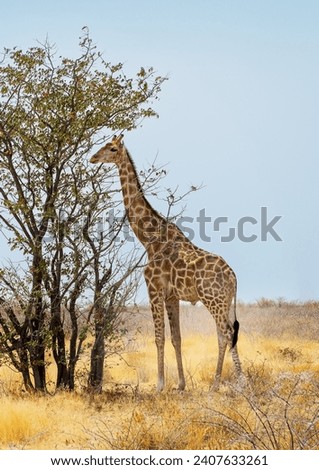 African Giraffe walking at the Etosha National Park, Namibia. Vertical landscape with Giraffa eating leaves on a tree, wildlife of savannah. Wild African animal in the natural habitat, Africa. Royalty-Free Stock Photo #2407633261