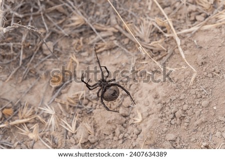 A Latrodectus tredecimguttatus, also known as a Black Widow or Karakurt, displays its lethal beauty on arid ground. Royalty-Free Stock Photo #2407634389
