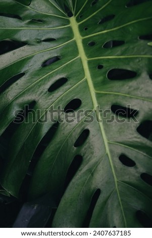 Natural Background of Monstera Deliciosa Leaves