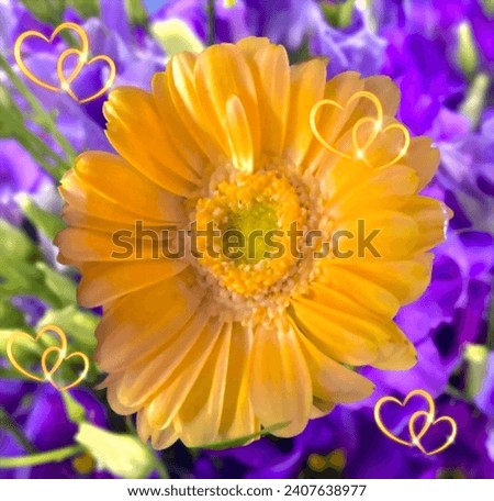 Beautiful  anniversary, Happy Valentine’s Day, happy birthday card meadow with yellow, plant, flower gerbera petals with purple background and hearts 