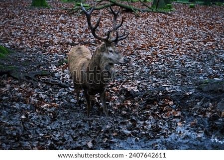 Close-up from below of a large male red deer with magnificent antlers taking a mud bath in the autumn forest 