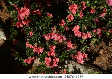A nature photograph of an Azalea Bloom or plant created at the Peghorn Park and Trail in Saint Cloud, Florida. 