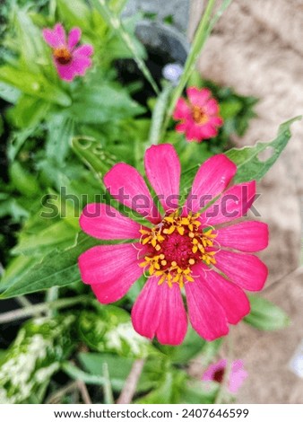 Zinnia flowers or also called paper flowers