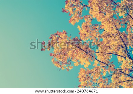 Retro Photo Of Autumn Golden Tree Leaves 