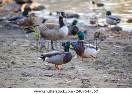 beautiful mallard ducks standing on the banks of Puddingstone Lake with rippling water in San Dimas California USA Royalty-Free Stock Photo #2407647569