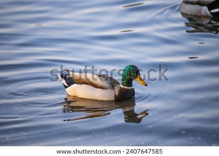beautiful mallard ducks swimming on the rippling waters of Puddingstone Lake in San Dimas California USA Royalty-Free Stock Photo #2407647585