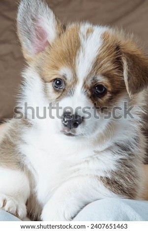 Close-up portrait of muzzle of charming velshkorga puppy with one ear raised. Breeding and feeding purebred puppies. Dog food. Pets. Dog in family. Features of keeping puppy. Love and tenderness. 