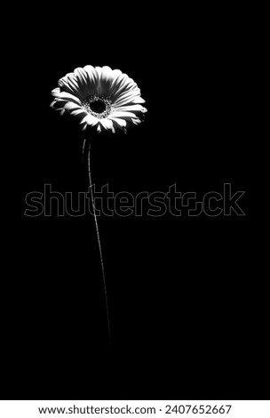 A black and white photograph of a single standing gerbera flower being highlighted with a spotlight