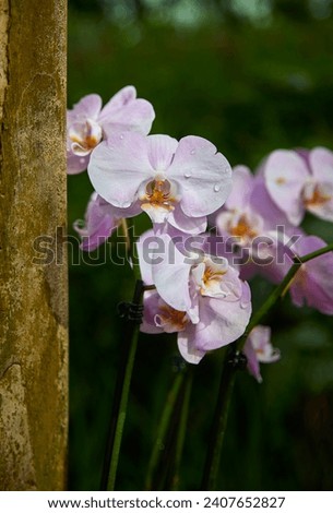 Beautiful pink butterfly orchid, (Phalaenopsis)