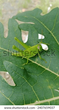 Grasshopper photo of papaya leaves