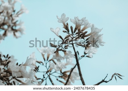 white tabebuya flowers on a blue sky background