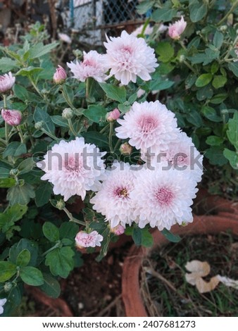 White and pink chrysanthemums blooming