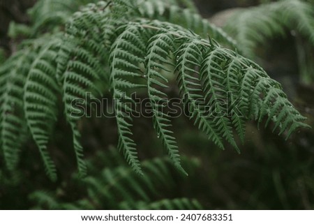 Portrait of Fern Leaves with Morning Dew