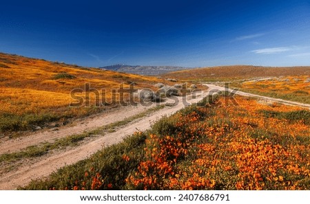 Scenic landscape of Antelope valley California poppy reserve in full bloom during spring time.