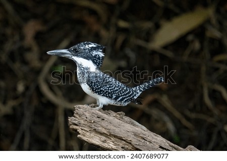 A female Crested Kingfisher focuses on the food beneath it. This stunning bird is situated in the northern region of Thailand.