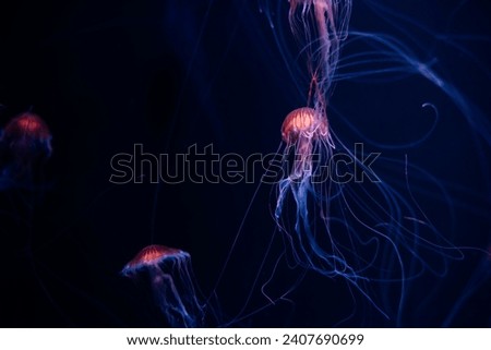 red jellyfish There was a little glow of orange, swimming, beautiful to the dark sea Royalty-Free Stock Photo #2407690699