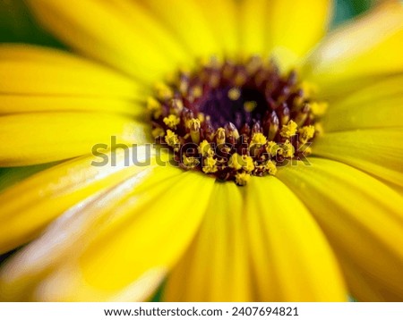 delicate beautiful yellow calendula flower, macro on a blurred background, shallow depth of field