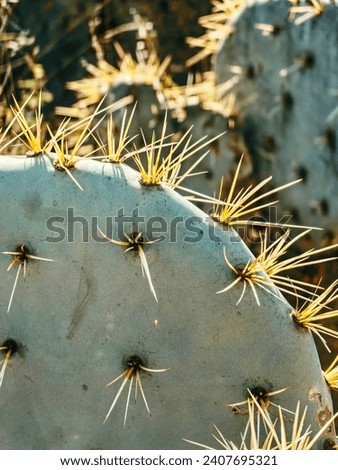 Mexican prickly pear cactus with yellow spines. Desert cactus scene.