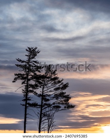 Scenic view of the silhouette of evergreen trees on a cold morning in March with a beautiful sunrise in the background.