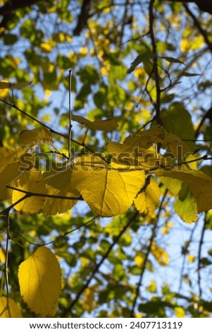 Yellowed mulberry leaves in autumn. blue sky in the background.