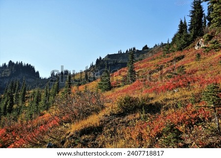 lush autumn colors and fall scene hiking in the alpine Cascade Mountains of Washington State near the Cascade Crest