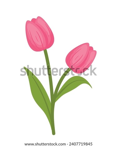 Beautiful pink tulip blossom flowers drawing icon clip art cartoon vector illustration isolated on white background