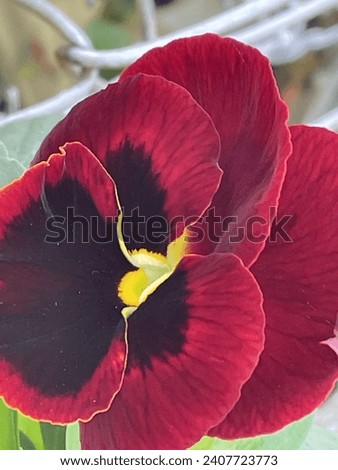 The garden pansy is a type of polychromatic large-flowered hybrid plant cultivated as a garden flower. 