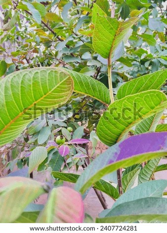 Nature , green leaf picture and plants #nature #plants