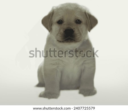 beautiful Labrador puppies of Thailand, Labradors are smart, well-behaved, friendly with children, loving to their owners, 