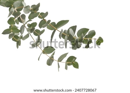 Fresh eucalyptus sprig isolated on a white background.  Royalty-Free Stock Photo #2407728067