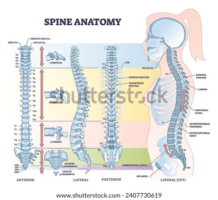 Spine anatomy with detailed back bone medical structure outline diagram. Labeled educational scheme with spinous process, lamina, vertebral canal, thoracic and lumbar body parts vector illustration. Royalty-Free Stock Photo #2407730619