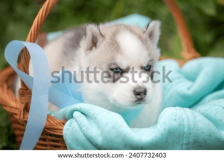 Cute Siberian husky puppy with blue eyes in basket Royalty-Free Stock Photo #2407732403